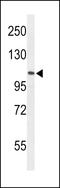 AF4/FMR2 Family Member 4 antibody, LS-C156127, Lifespan Biosciences, Western Blot image 
