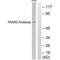 Thioredoxin Reductase 2 antibody, A03900, Boster Biological Technology, Western Blot image 