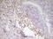 Activating Transcription Factor 1 antibody, LS-C340371, Lifespan Biosciences, Immunohistochemistry paraffin image 