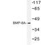 Bone Morphogenetic Protein 8a antibody, LS-C177354, Lifespan Biosciences, Western Blot image 