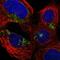 IFI30 Lysosomal Thiol Reductase antibody, HPA026650, Atlas Antibodies, Immunofluorescence image 