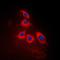 Arrestin Domain Containing 3 antibody, orb215243, Biorbyt, Immunofluorescence image 