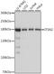 Intersectin 2 antibody, A06161, Boster Biological Technology, Western Blot image 