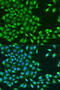 RuvB Like AAA ATPase 1 antibody, 15-421, ProSci, Immunofluorescence image 