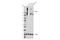 Glutamate Metabotropic Receptor 5 antibody, 55920S, Cell Signaling Technology, Western Blot image 