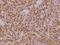 Pleckstrin Homology Domain Containing O2 antibody, 205850-T08, Sino Biological, Immunohistochemistry frozen image 