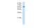 Zinc Finger And SCAN Domain Containing 18 antibody, PA5-40694, Invitrogen Antibodies, Western Blot image 