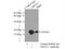 Ubiquitin Conjugating Enzyme E2 L3 antibody, 14415-1-AP, Proteintech Group, Immunoprecipitation image 