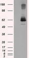 Lipase G, Endothelial Type antibody, LS-C115112, Lifespan Biosciences, Western Blot image 