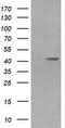 Mitogen-Activated Protein Kinase Kinase 1 antibody, LS-C174636, Lifespan Biosciences, Western Blot image 