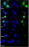 Cyclin D2 antibody, NBP2-14460, Novus Biologicals, Immunocytochemistry image 