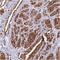 Myosin Light Chain 6 antibody, NBP2-30441, Novus Biologicals, Immunohistochemistry frozen image 