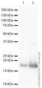 Myoglobin antibody, ab78441, Abcam, Western Blot image 