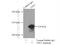 FOXE1 antibody, 13722-1-AP, Proteintech Group, Immunoprecipitation image 