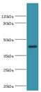 Thymine DNA Glycosylase antibody, LS-C377568, Lifespan Biosciences, Western Blot image 