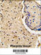 HtrA Serine Peptidase 3 antibody, 56-993, ProSci, Immunofluorescence image 