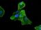 Actin Gamma 1 antibody, NB600-533, Novus Biologicals, Immunofluorescence image 