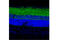 Solute Carrier Family 12 Member 5 antibody, 94725S, Cell Signaling Technology, Immunofluorescence image 