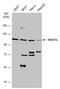 Microtubule Associated Serine/Threonine Kinase Like antibody, GTX111481, GeneTex, Western Blot image 