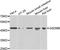 Gasdermin B antibody, orb248005, Biorbyt, Western Blot image 