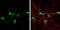 Vasoactive Intestinal Peptide antibody, GTX129461, GeneTex, Immunofluorescence image 