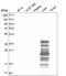 Alanine--Glyoxylate And Serine--Pyruvate Aminotransferase antibody, HPA035370, Atlas Antibodies, Western Blot image 