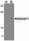 Succinate Dehydrogenase Complex Assembly Factor 1 antibody, NBP2-41176, Novus Biologicals, Western Blot image 