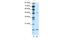 Fibrillin 1 antibody, 28-762, ProSci, Western Blot image 