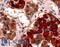 GHRHR antibody, LS-A835, Lifespan Biosciences, Immunohistochemistry frozen image 