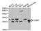 Catechol-O-Methyltransferase antibody, A1294, ABclonal Technology, Western Blot image 