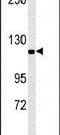 Importin 7 antibody, PA5-25349, Invitrogen Antibodies, Western Blot image 