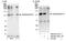 Ankyrin Repeat Domain 28 antibody, NB100-41419, Novus Biologicals, Western Blot image 