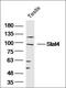 Signal Transducer And Activator Of Transcription 4 antibody, orb158505, Biorbyt, Western Blot image 