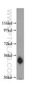 Adenosine Deaminase TRNA Specific 1 antibody, 15482-1-AP, Proteintech Group, Western Blot image 