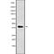 Wnt Family Member 8A antibody, abx219366, Abbexa, Western Blot image 