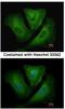 Major Histocompatibility Complex, Class II, DR Beta 3 antibody, NBP1-33666, Novus Biologicals, Immunofluorescence image 