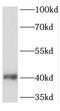 Transmembrane Protein 25 antibody, FNab08775, FineTest, Western Blot image 