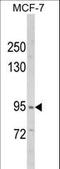 VPS53 Subunit Of GARP Complex antibody, LS-C160543, Lifespan Biosciences, Western Blot image 