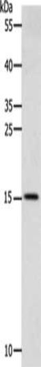 Cystatin C antibody, CSB-PA592744, Cusabio, Western Blot image 