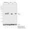 ATF4 antibody, PA5-27576, Invitrogen Antibodies, Western Blot image 