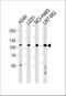 Zinc Finger Protein 41 antibody, A12253, Boster Biological Technology, Western Blot image 