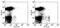 CD11C antibody, 16-0114-85, Invitrogen Antibodies, Flow Cytometry image 