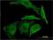 Epiregulin antibody, H00002069-M01, Novus Biologicals, Immunocytochemistry image 