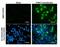 Proline And Serine Rich Coiled-Coil 1 antibody, NBP2-43791, Novus Biologicals, Immunofluorescence image 