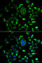 Retinol Binding Protein 3 antibody, MBS129869, MyBioSource, Immunofluorescence image 