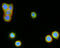 Leucine Rich Repeat Containing G Protein-Coupled Receptor 5 antibody, LS-C786044, Lifespan Biosciences, Immunofluorescence image 