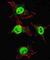 Integrin Subunit Alpha 6 antibody, abx031688, Abbexa, Western Blot image 