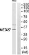 Mediator Complex Subunit 27 antibody, TA314912, Origene, Western Blot image 