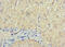 SRY-Box 14 antibody, CSB-PA022422LA01HU, Cusabio, Immunohistochemistry frozen image 
