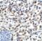 T Cell Immunoreceptor With Ig And ITIM Domains antibody, RF16054, ProSci, Immunohistochemistry paraffin image 